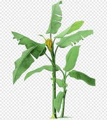 Banana Tree Illustration Musa Basjoo Banana Ravenala Illustration Hand Painted Banana Tree Illustra In 2020 Tree Illustration African Plants Tree Watercolor Painting