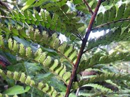 Image result for Didymochlaena