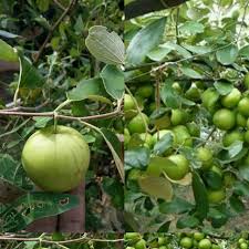 3 beza fizikal pokok bidara yang wajib anda tahu! Pokok Bidara Jumbo Home Furniture Gardening On Carousell