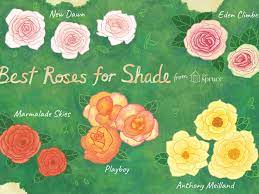 Knockout roses have earned their popularity by having a consistent bloom throughout the summer, by being easy to grow, and by not requiring the special care of other hybrid. 18 Great Roses Varieties For Shady Gardens