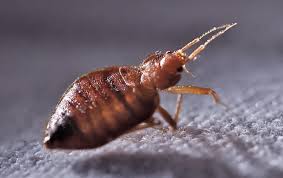 We run the bugs out! Bed Bug Identification Prevention In Dallas Tx Dynasty Pest