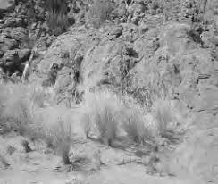 Image result for Tristachya lualabaensis