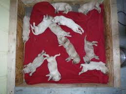 It increases a child's emotional instinct of compassion and care. Beautiful Goldendoodle Puppies For Sale In Scottville Michigan Classified Americanlisted Com