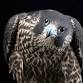 Falconry: The Sport of Kings