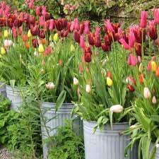 Maybe you would like to learn more about one of these? Diarmuid Gavin Goes To Pot With Concept Of City Gardens
