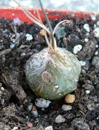 Image result for Schizobasis intricata