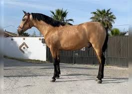 Explore a wide range of the best buckskin on aliexpress to find one besides good quality brands, you'll also find plenty of discounts when you shop for buckskin. Pre Buckskin For Sale Ehorses Com