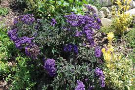 Image result for Heliotropium lineare