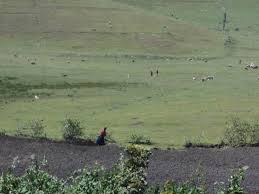 Image result for Peddiea rapaneoides