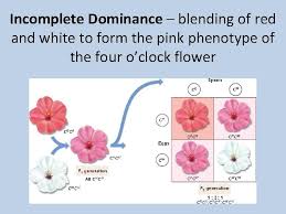In four o'clock flowers the alleles for flower color are both equal therefore neither dominates over the other. Codominance Mixture Of White And Red Hairs Roan