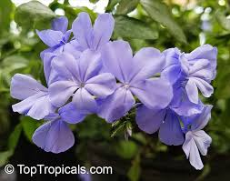 The specific epithet auriculata means with ears, referring to the shape of the leaves. Plumbago Auriculata Plumbago Capensis Blue Plumbago Cape Plumbago Cape Leadwort Toptropicals Com