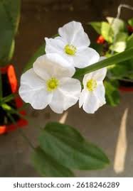 Image result for Barleria lancifolia