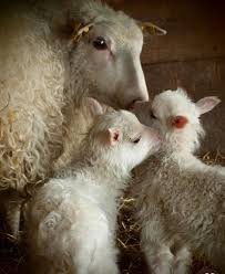 Botanicaetcetera On Instagram Art Istic Licence Mother S Love Found On Pinterest With No Details Sheep Ewe L Goruntuler Ile Evcil Hayvanlar Hayvan Resimleri Hayvan
