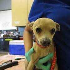 One love pet adoptions is currently closed. Pet Card Pets Kitten Adoption Animals