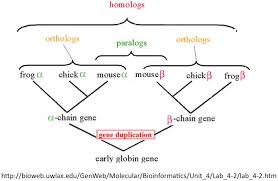 Gorbi Gene Ontology At Rudjer Boskovic Institute Orthology And Paralogy