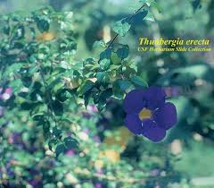 Image result for Thunbergia erecta