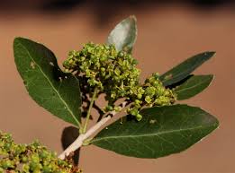 Image result for Elaeodendron