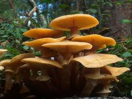 Honey Mushroom What Is Probably The Largest Living Organism On Earth Has Been Discovered In The Malheur National Forest In Eastern Oregon A Stuffed Mushrooms Edible Mushrooms Oregon Waterfalls