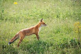 Foxes — Calvert Exterminators