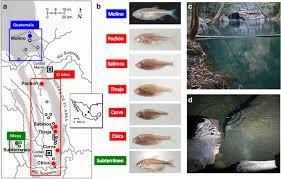 The heart has four chambers: Astyanax Surface And Cave Fish Morphs Evodevo Full Text
