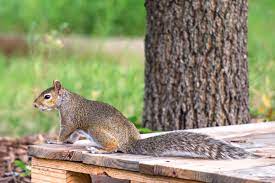 Coleman alderson is an entrepreneur, land manager, investor, gardener, and author of the novel, mountain whispers: How To Keep Squirrels Out Of Your Garden