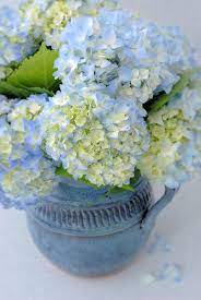 I Ve Got The Blues For Hydrangeas Hydrangea Beautiful Hydrangeas Beautiful Flowers