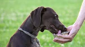 Your dog needs to be seen by a vet. 3 Ways To Make Your Dog Drink Water Wikihow