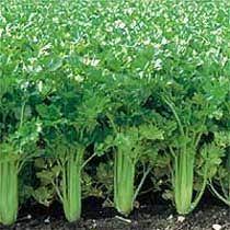 How To Grow Celery Organic Vegetable Garden Celery Plant Growing Celery