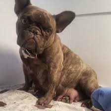 Luck french bulldogs is located in lubbock texas, home of the tx tech red raiders. Mamba S Litters Chocolate Brindle French Bulldog In Texas