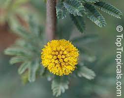 Pin On Gazia Mimoza