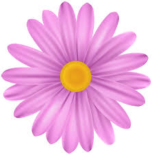 Check spelling or type a new query. Pink Flower Daisy Png Transparent Clipart Gallery Yopriceville High Quality Images And Transparent Png Free Clipart