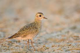 Pin By Gabriel Vazquez On Alpha Birds Plover Golden Plover Shorebirds