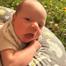 What to consider when buying a Maine Coon cat with breeding rights?