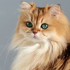 Golden British Longhair Cat Cute Cats And Dogs Cute Cats Cats