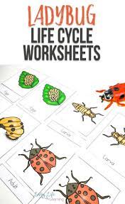 Ladybug Life Cycle Worksheets For Kids Ladybug Life Cycle Kindergarten Worksheets Kindergarten Worksheets Printable