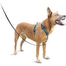 Check spelling or type a new query. Amazon Com Petsafe 3in1 Harness From The Makers Of The Easy Walk Harness Fully Adjustable No Pull Dog Harness Pet Supplies