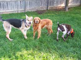 The pet medical center of ames is a full service small animal veterinary clinic providing essential pet care for families in ames, iowa area. Pet Medical Center Of Ames 1416 South Duff Avenue Ames Reviews And Appointments Topvet
