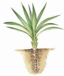 13 Best All About Yucca Root Ideas Yucca Yucca Plant Root