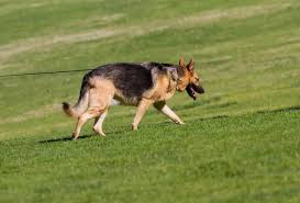 Aug 01, 2021 · the german shepherd is a double coat breed. German Shepherd Colors Don T Believe The Lies Pawleaks