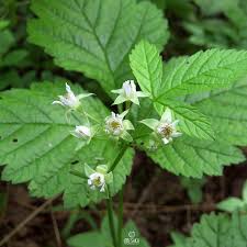 Image result for Barleria saxatilis