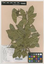 Image result for Sorindeia