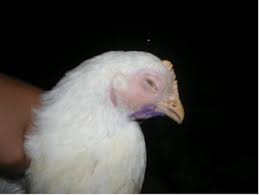 We did not find results for: Chronic Respiratory Disease Crd And Crd Combined With Ecoli In Poultry Technical Information Bio Pharmachemie