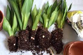 Repotting Snake Plants When Why And How To Repot Snake Plant Snake Plant Care Snake Plant Snake Plant Propagation