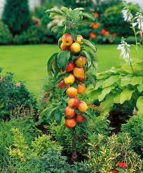 Ornamental Fruit Trees Practical Edible Landscaping Ideas Perfect For Every Garden Fruit Tree Garden Fruit Garden Patio Container Gardening