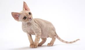 I have a cornish rex kittycat 5 months aged called harley after harley davidson davidson. Devon Rex Cat Breed Information