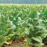 Tobacco crop in Pakistan