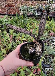 Image result for Oeceoclades