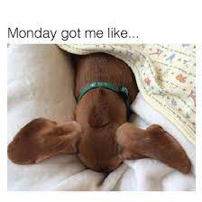 20 Wiener Dog Memes Ideas Wiener Dog Dachshund Love Weenie Dogs