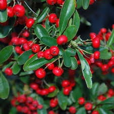 Image result for Pyracantha coccinea red column