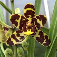 Image result for Aeranthes africana